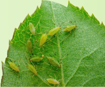 Pest And Disease image