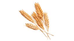 ಗೋಧಿ